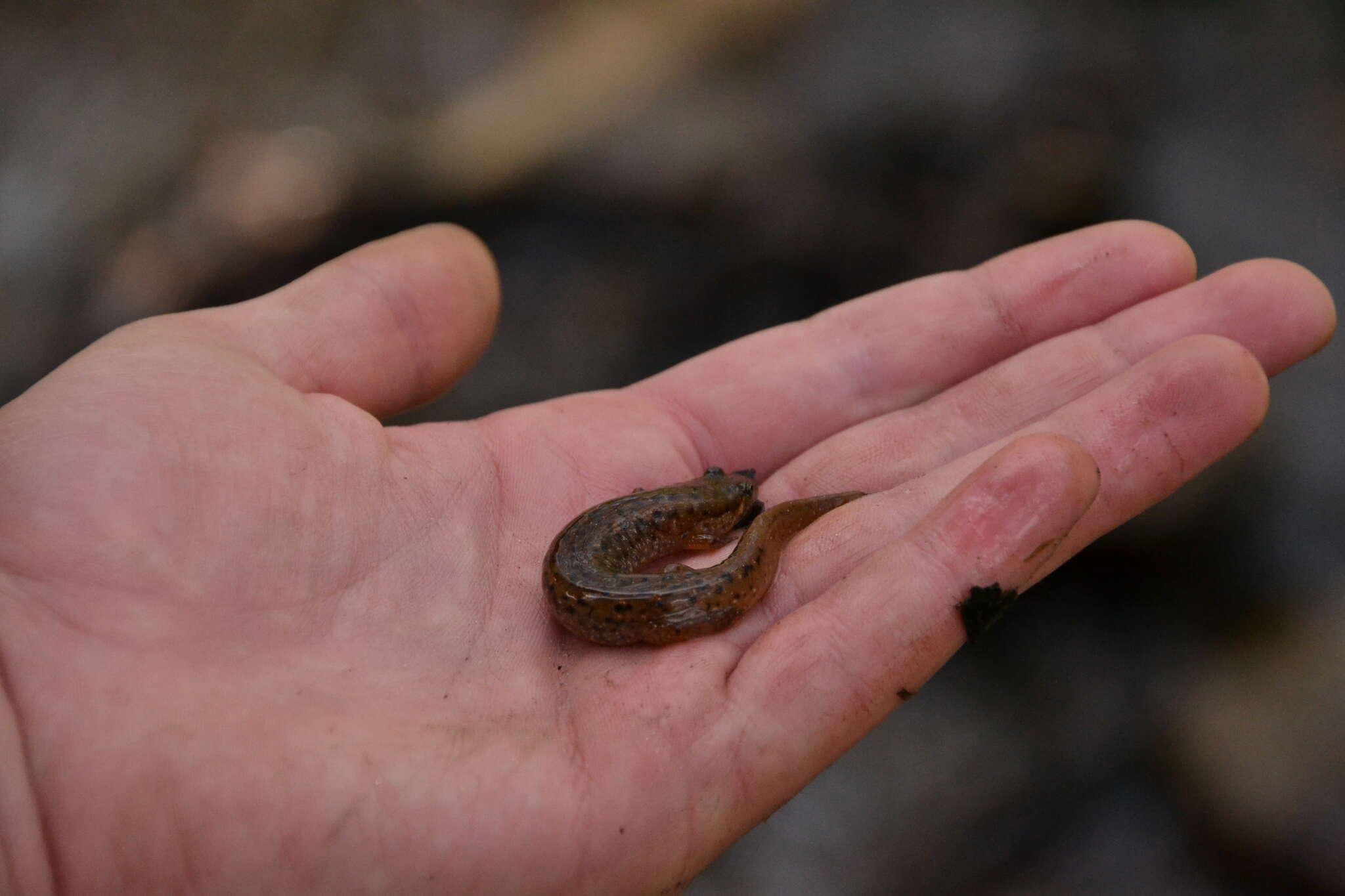 Image of Flat-headed Salamander