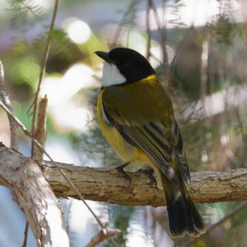 Pachycephala pectoralis contempta Hartert 1898的圖片