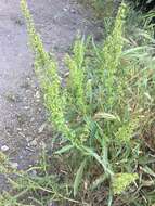 Rumex californicus Rech. fil. resmi