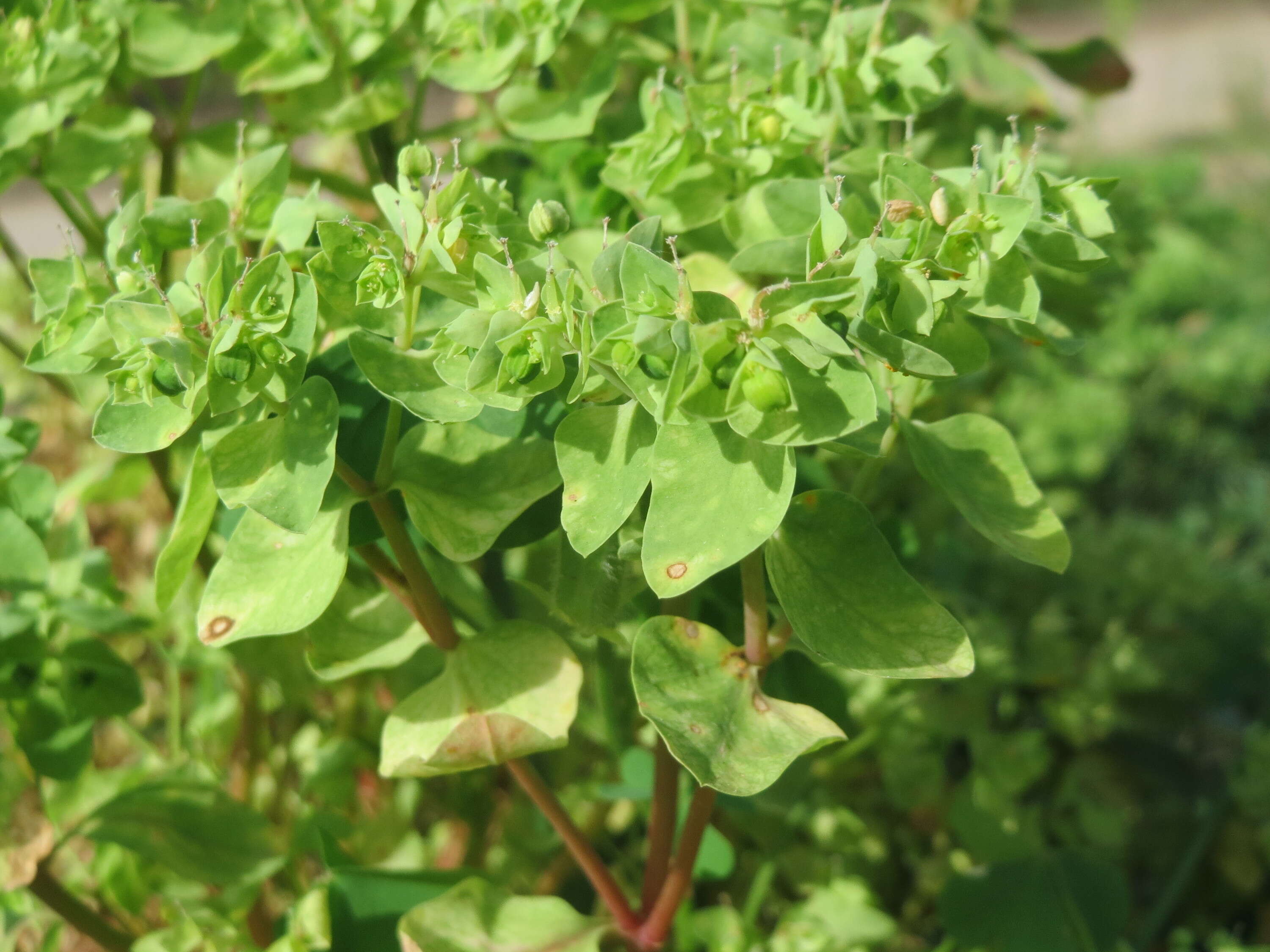 Image of cancer weed