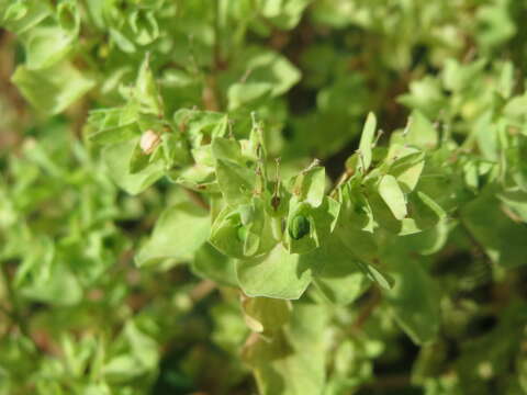 Image of cancer weed