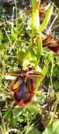 Image of Ophrys speculum subsp. speculum