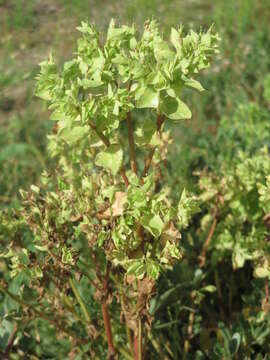 Image of cancer weed