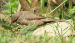 Sivun Estrilda astrild tenebridorsa Clancey 1957 kuva