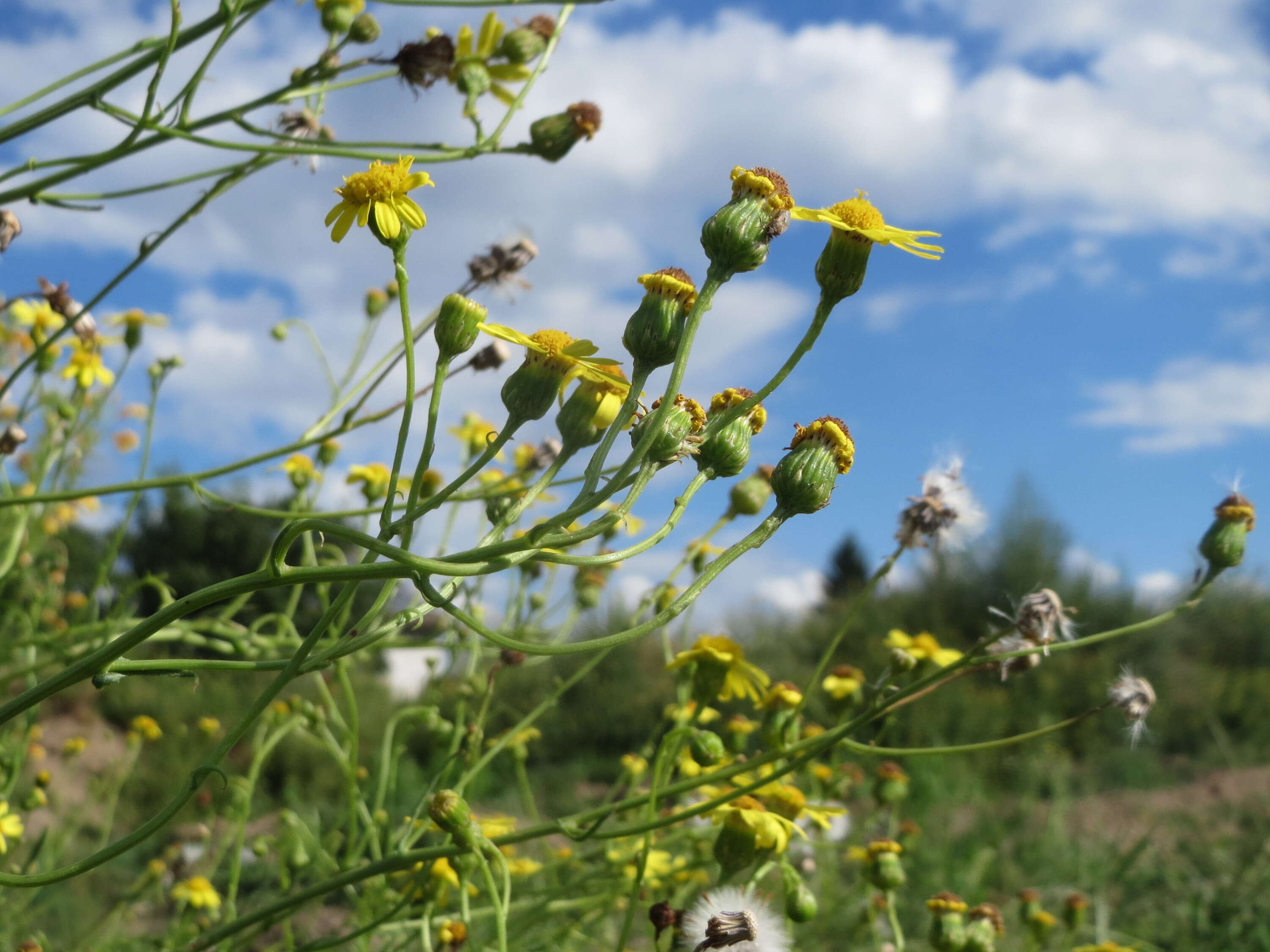 Image of narrow-leaved ragwort