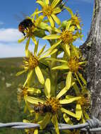 Image of Ligularia sibirica (L.) Cass.