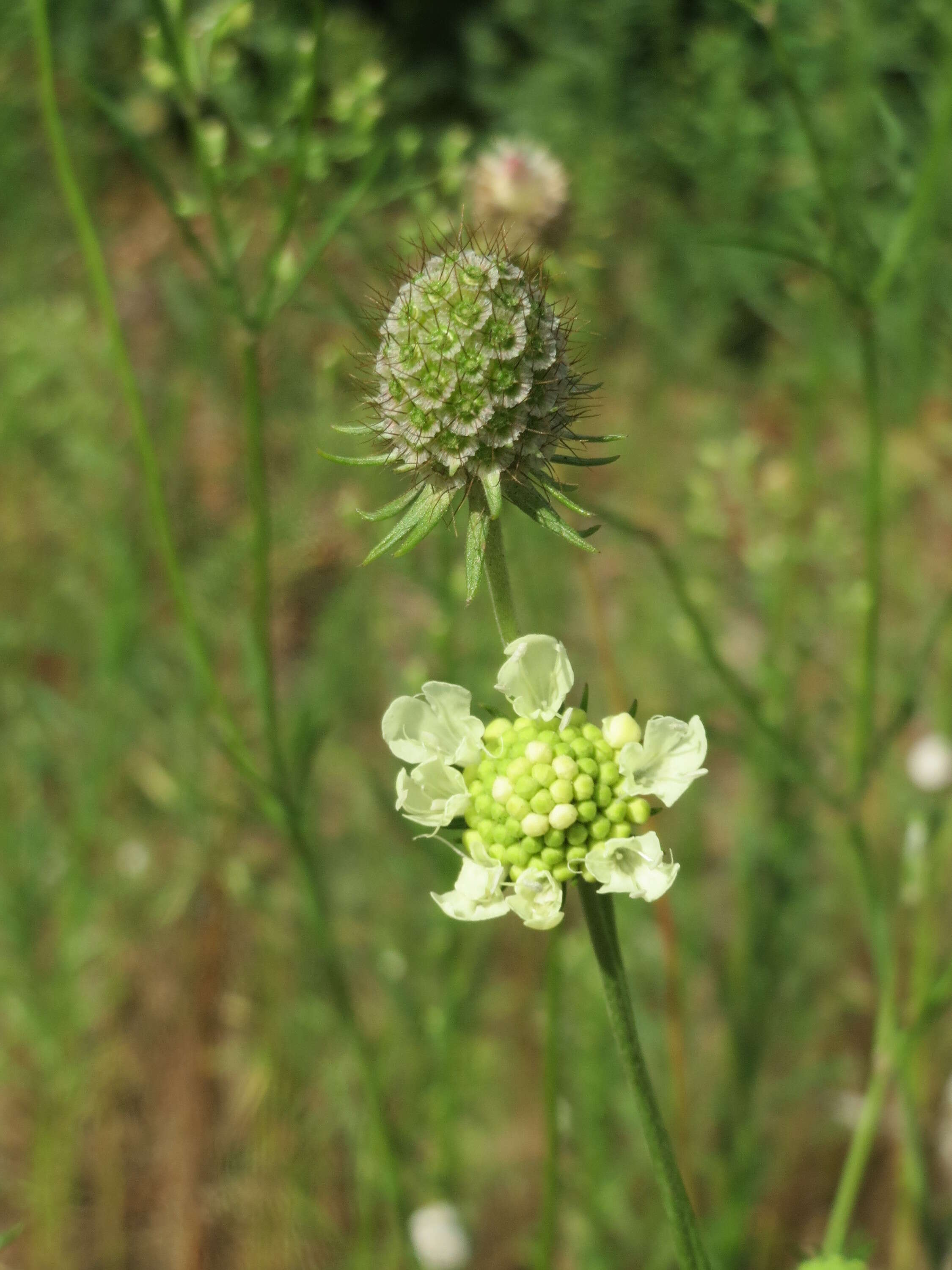 Image of cream pincushions