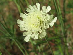 Image of cream pincushions