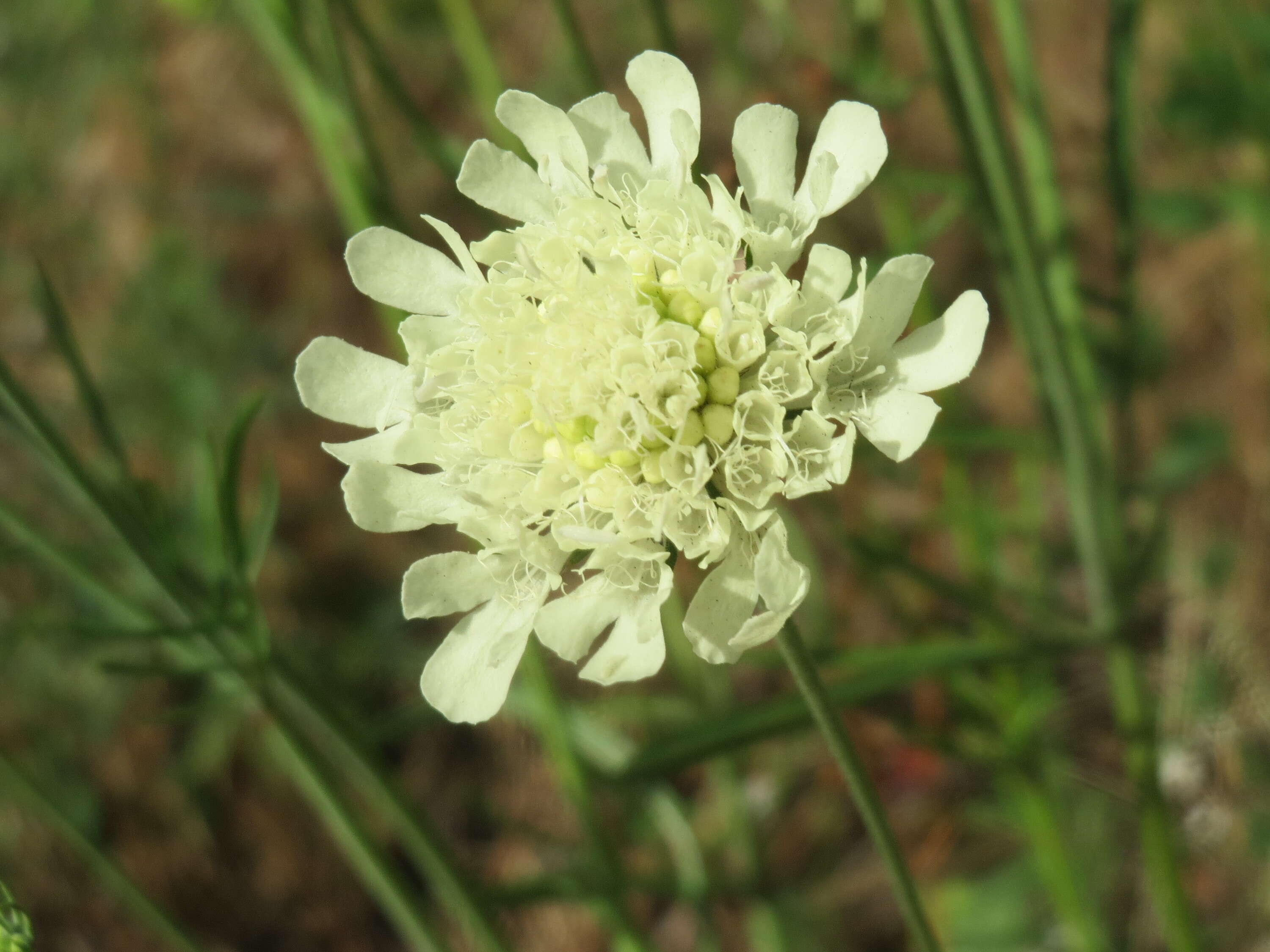 Image of cream pincushions