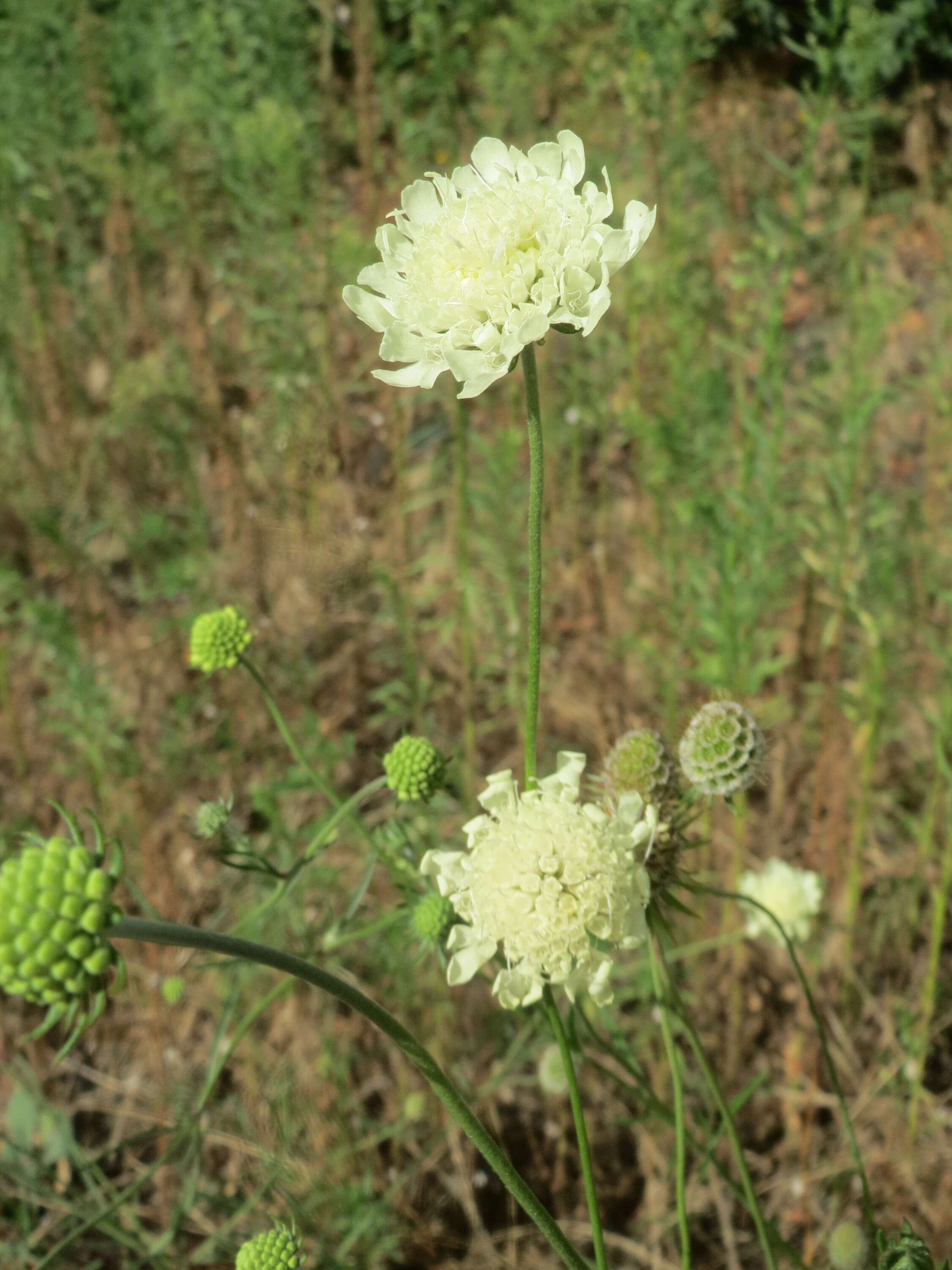 Image of cream pincushions