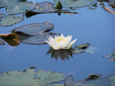 Image of European white waterlily