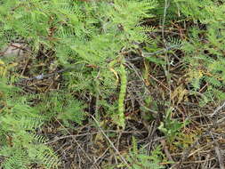 Image of Prosopis flexuosa DC.