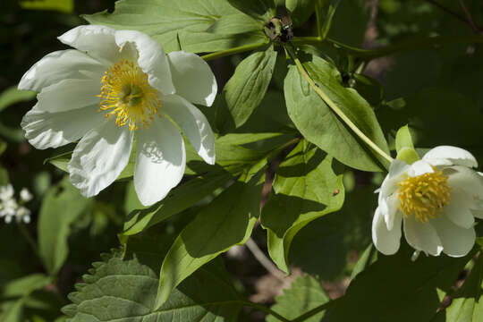 Plancia ëd Paeonia lactiflora Pall.