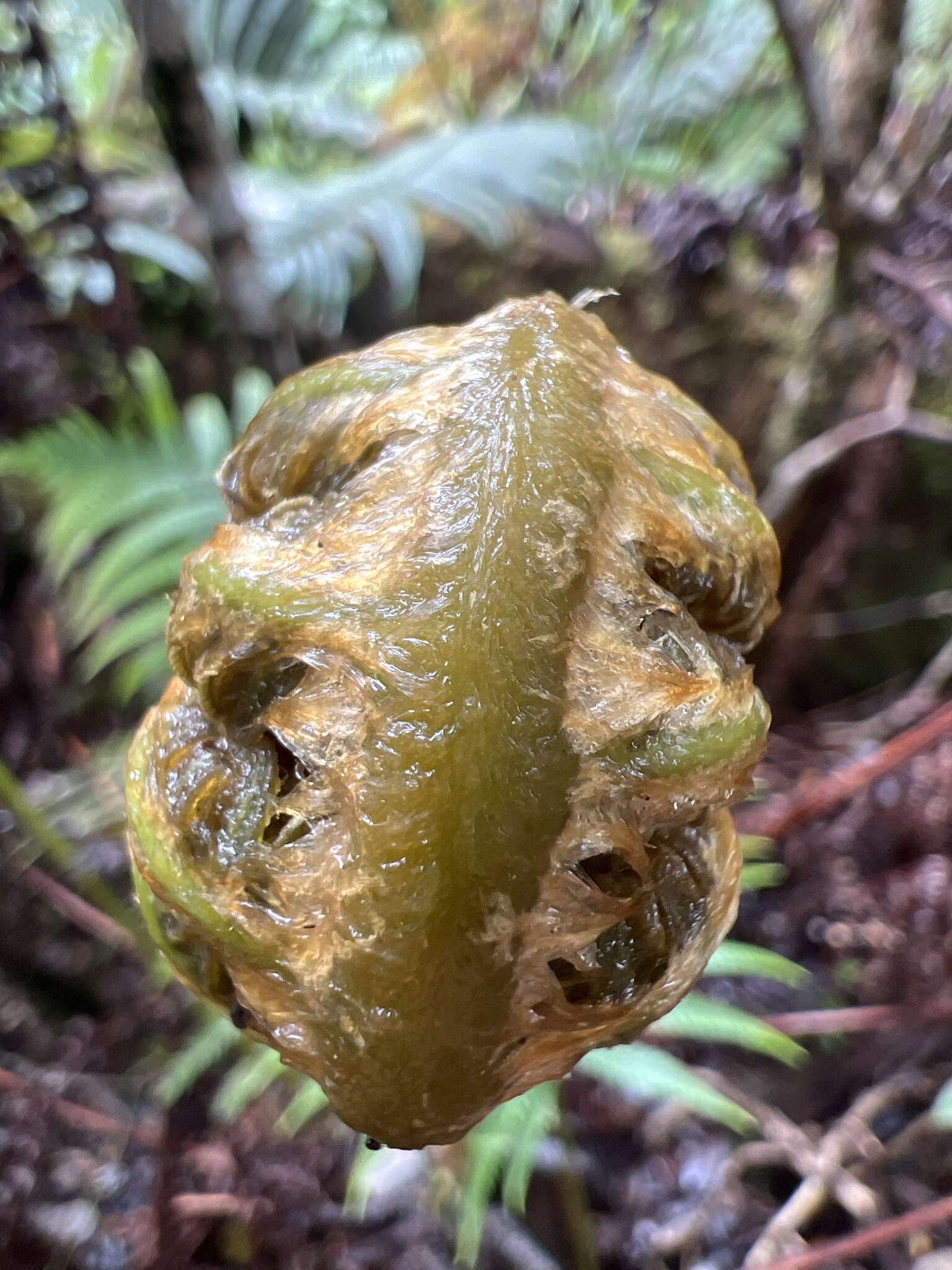 Image of Long-Leaf Plume Fern