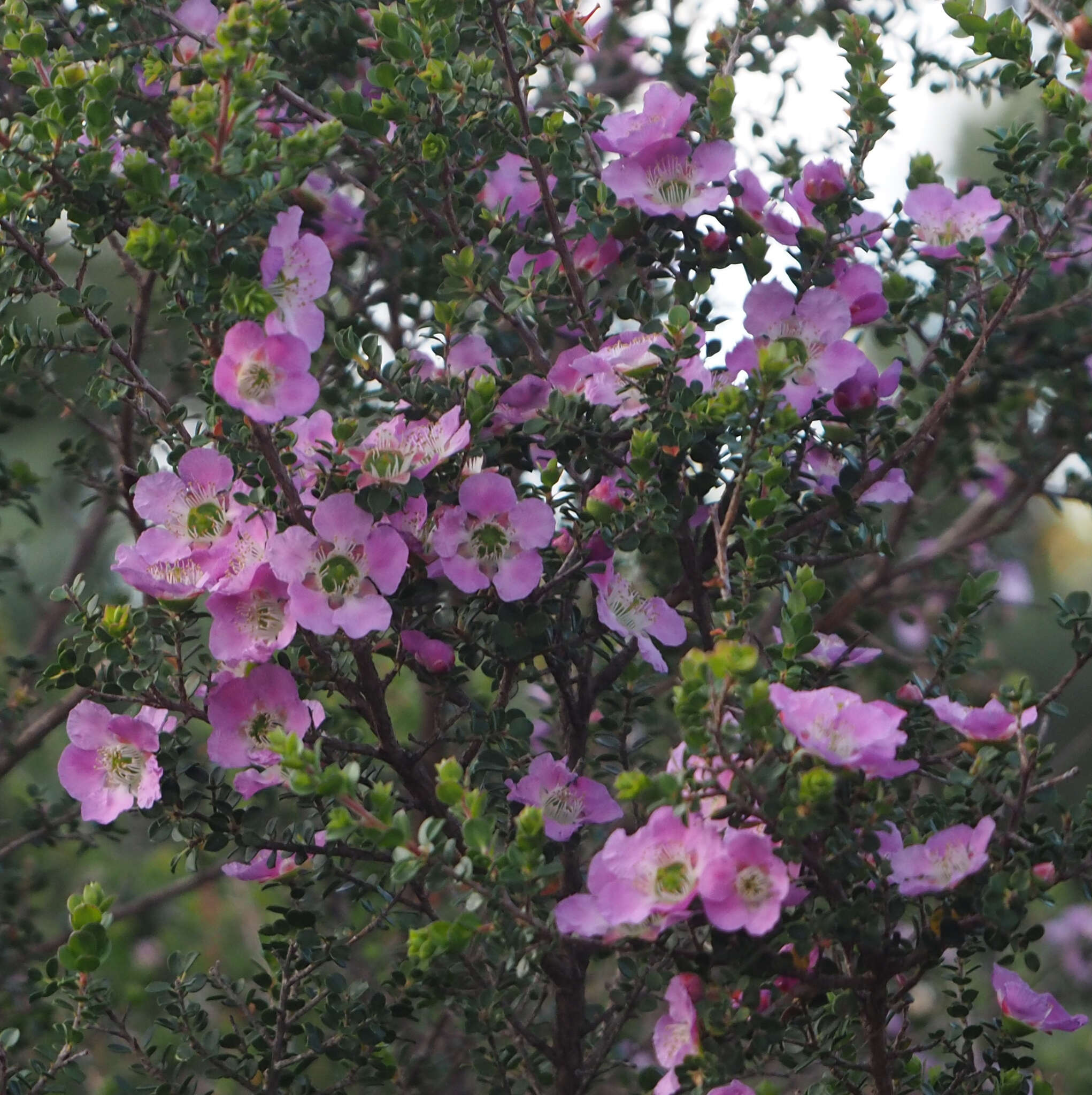 Sivun Leptospermum rotundifolium (Maiden & Betche) F. A. Rodway kuva