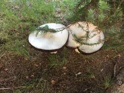 Plancia ëd Agaricus urinascens (Jul. Schäff. & F. H. Møller) Singer 1951