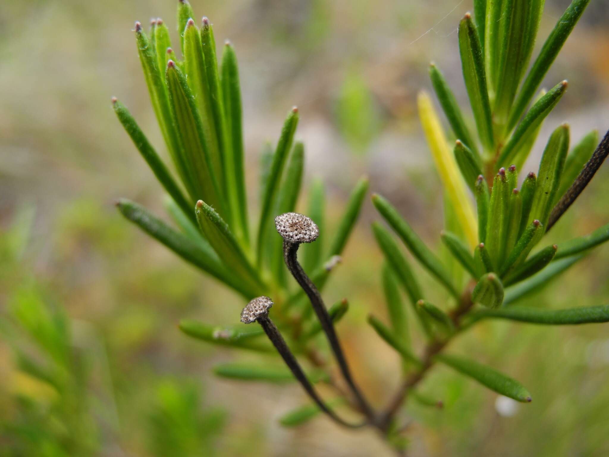 Image of Linochilus frontinensis