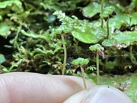 Image of Asterella macropoda (Spruce) A. Evans