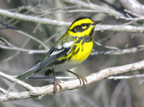 Image of Townsend's Warbler