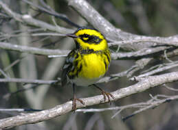 Image of Townsend's Warbler