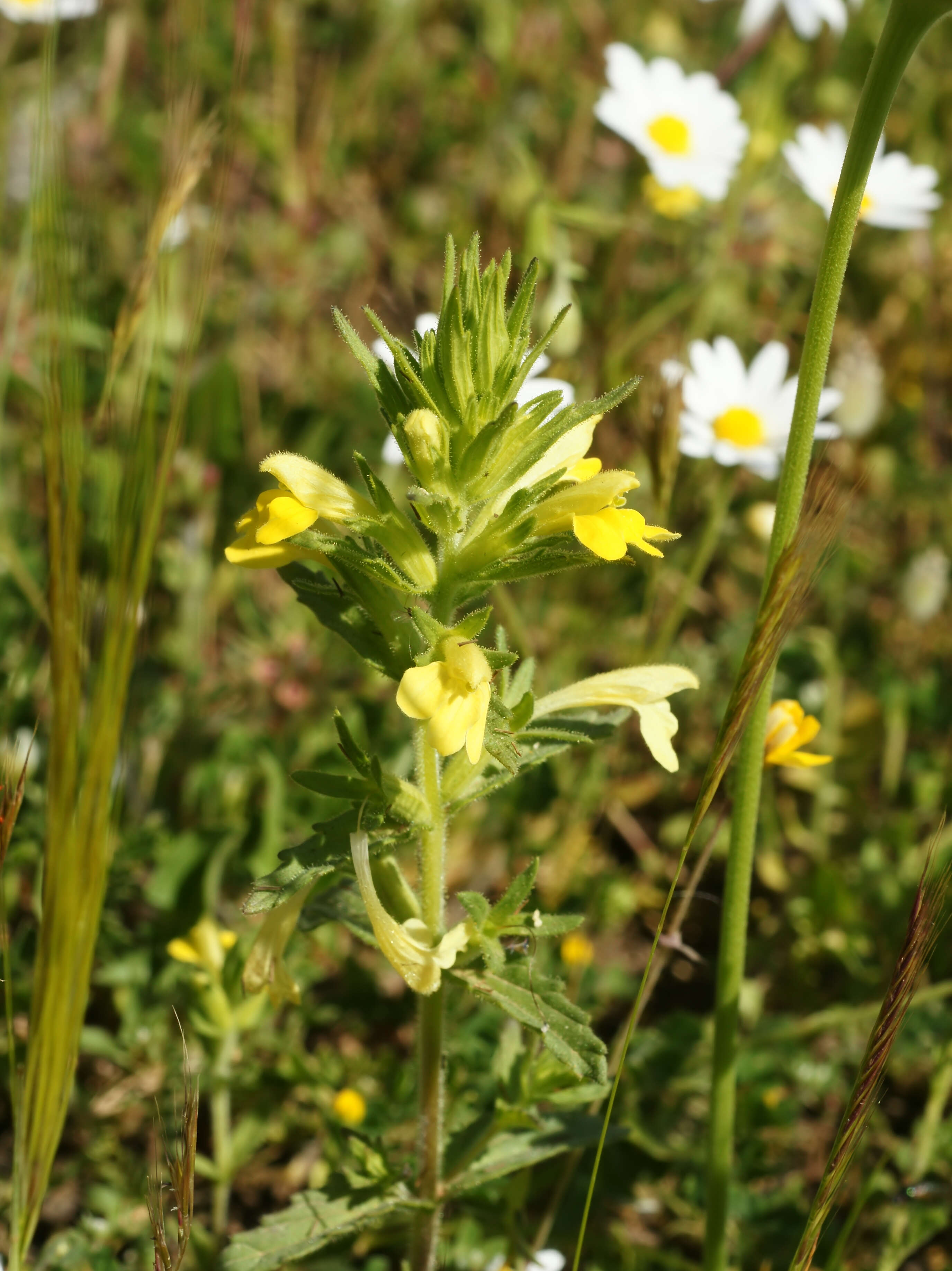 Image of Yellow Glandweed