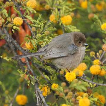 Image of bushtits