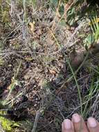 Image of Leucadendron stelligerum I. Williams