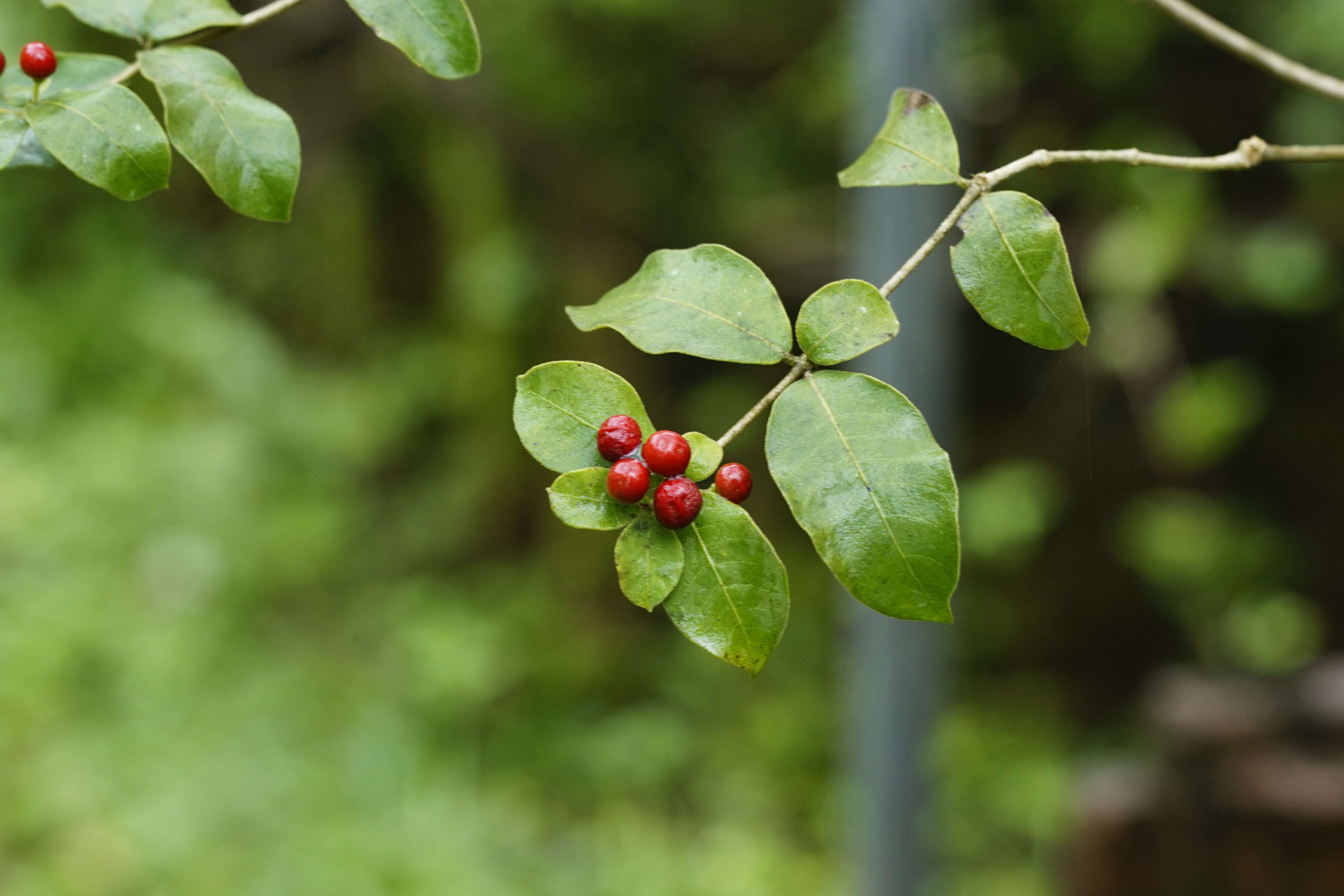 Image of be still tree