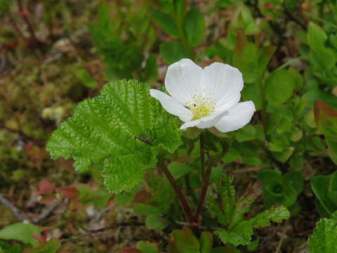 Image of cloudberry