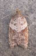 Acleris macdunnoughi Obraztsov 1963的圖片