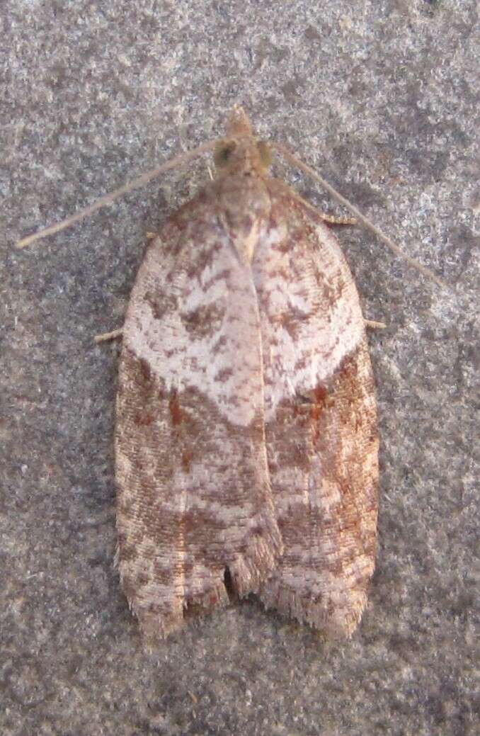 Acleris macdunnoughi Obraztsov 1963的圖片