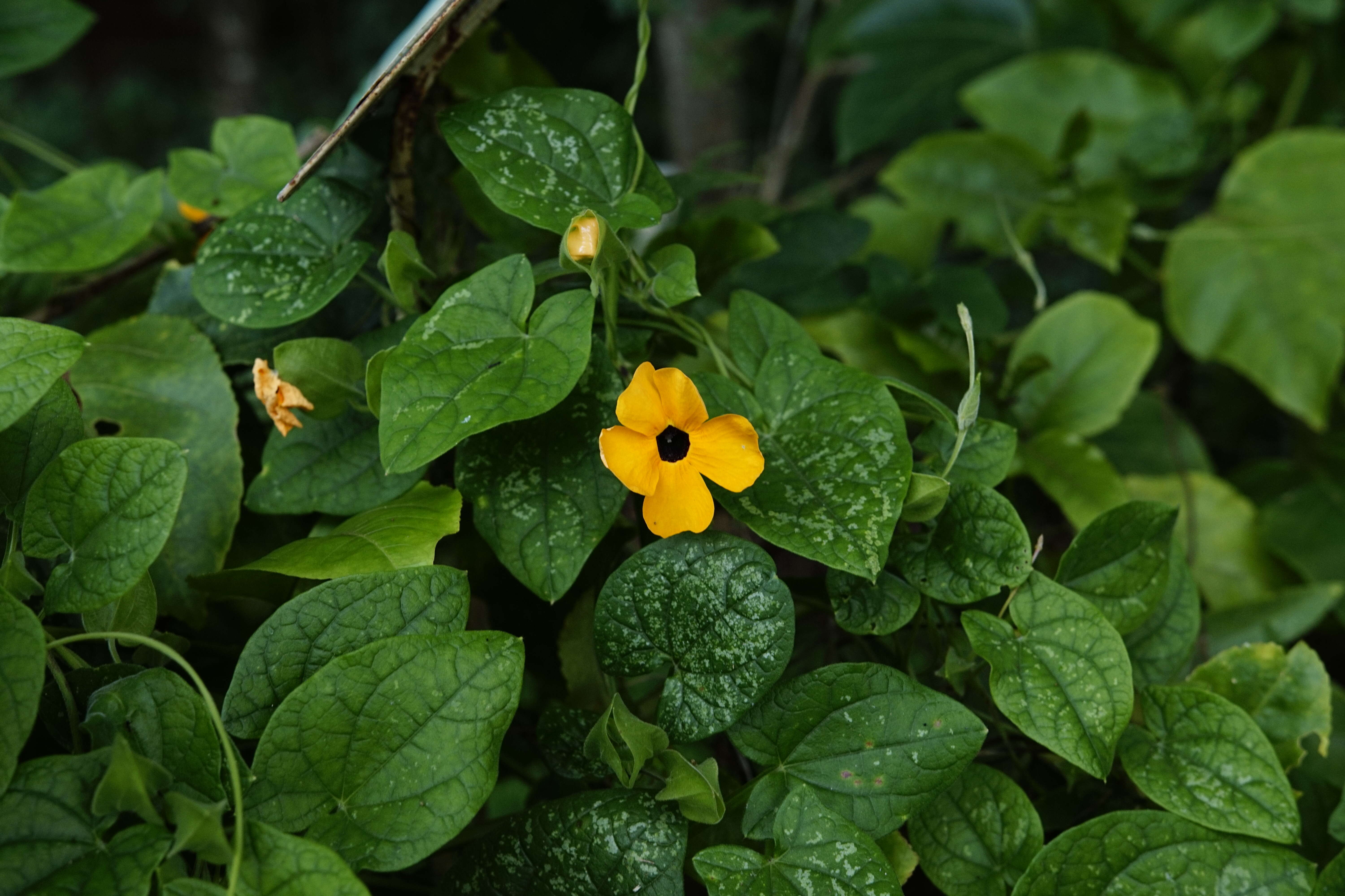 Image of blackeyed Susan vine