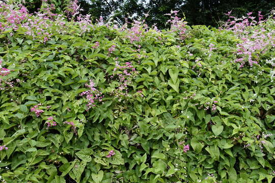 Image of antigonon