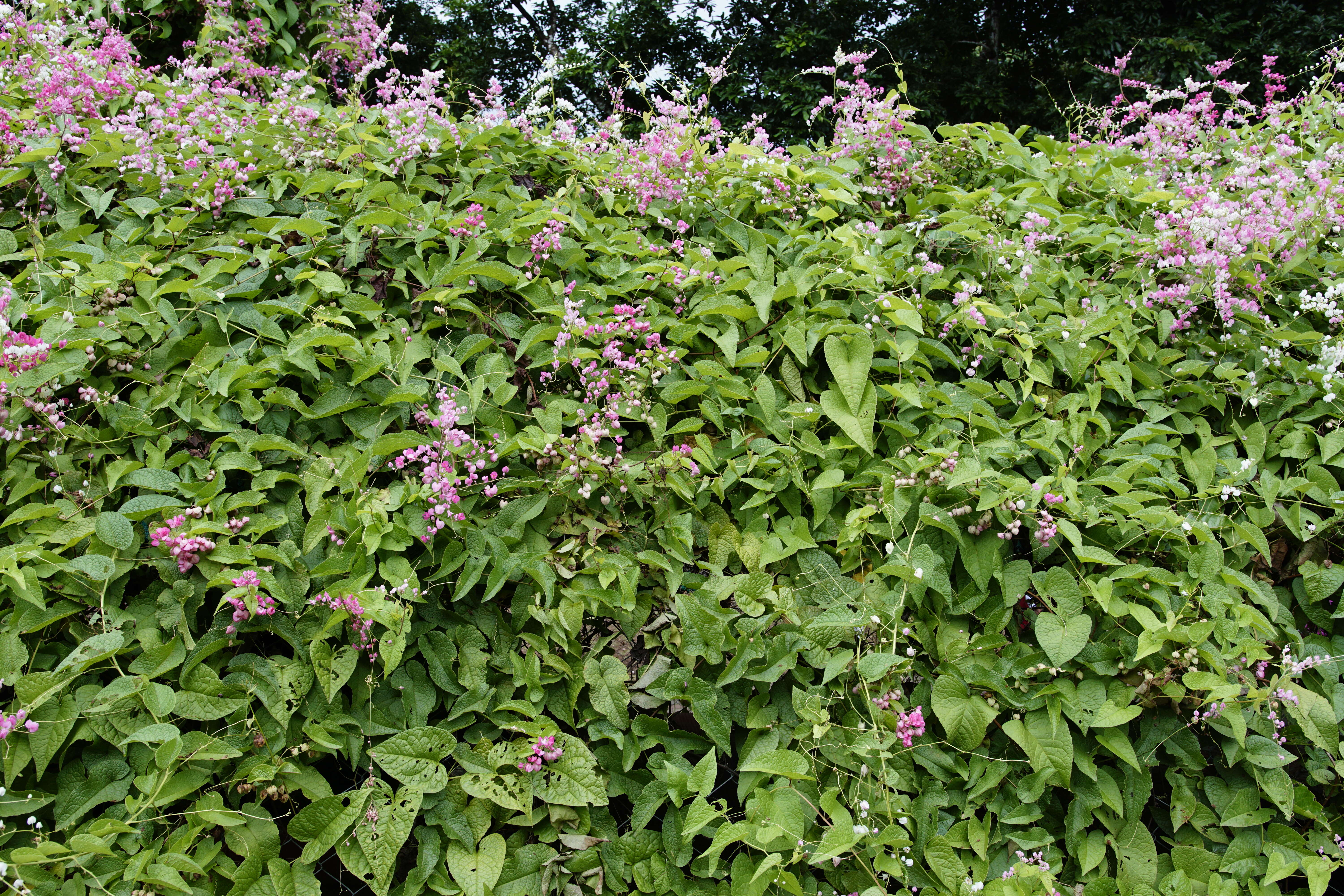 Image of antigonon