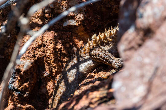 Image of Egernia stokesii zellingi De Vis 1884