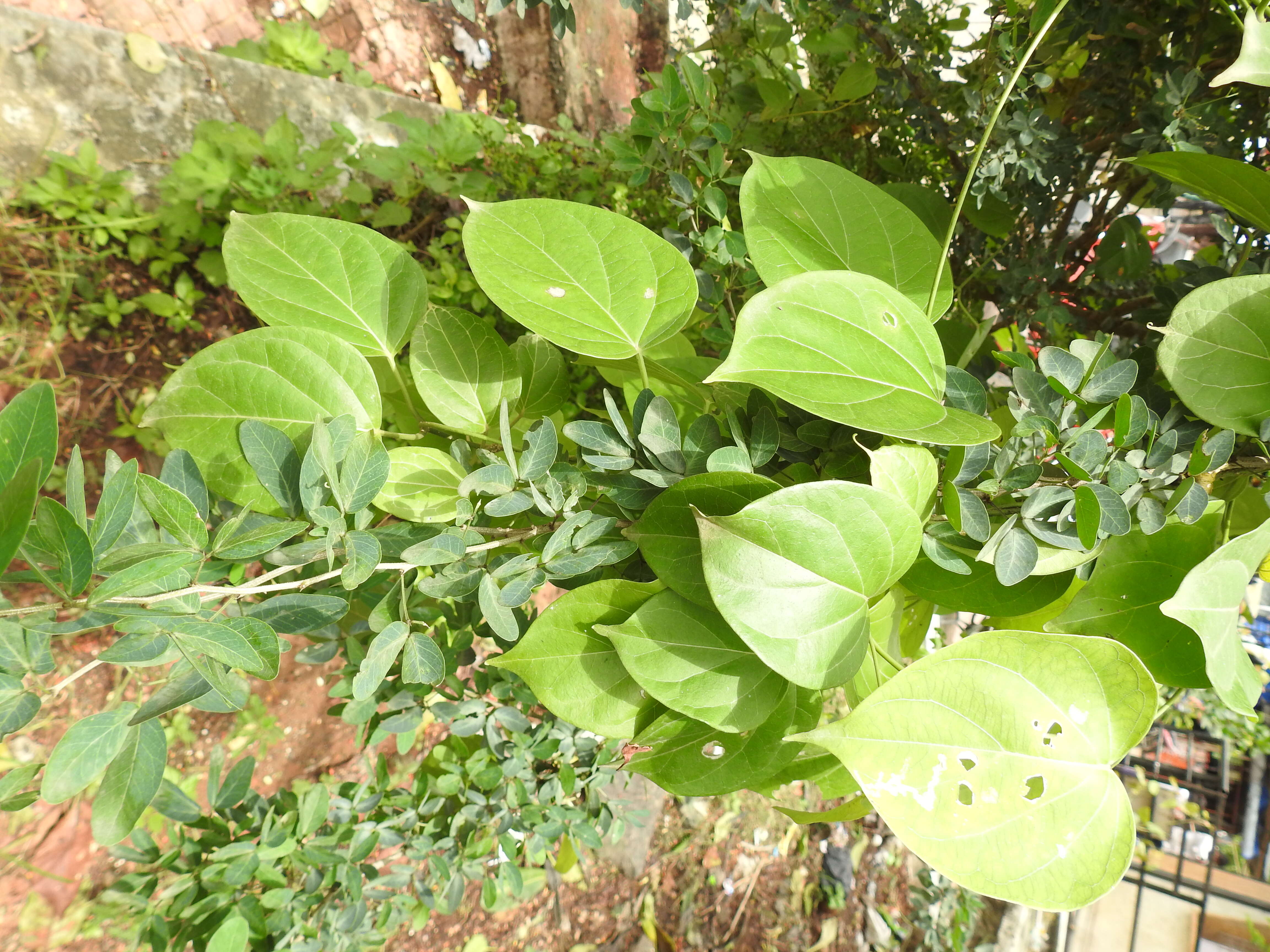 Image of Marsdenia volubilis (L. fil.) Cooke