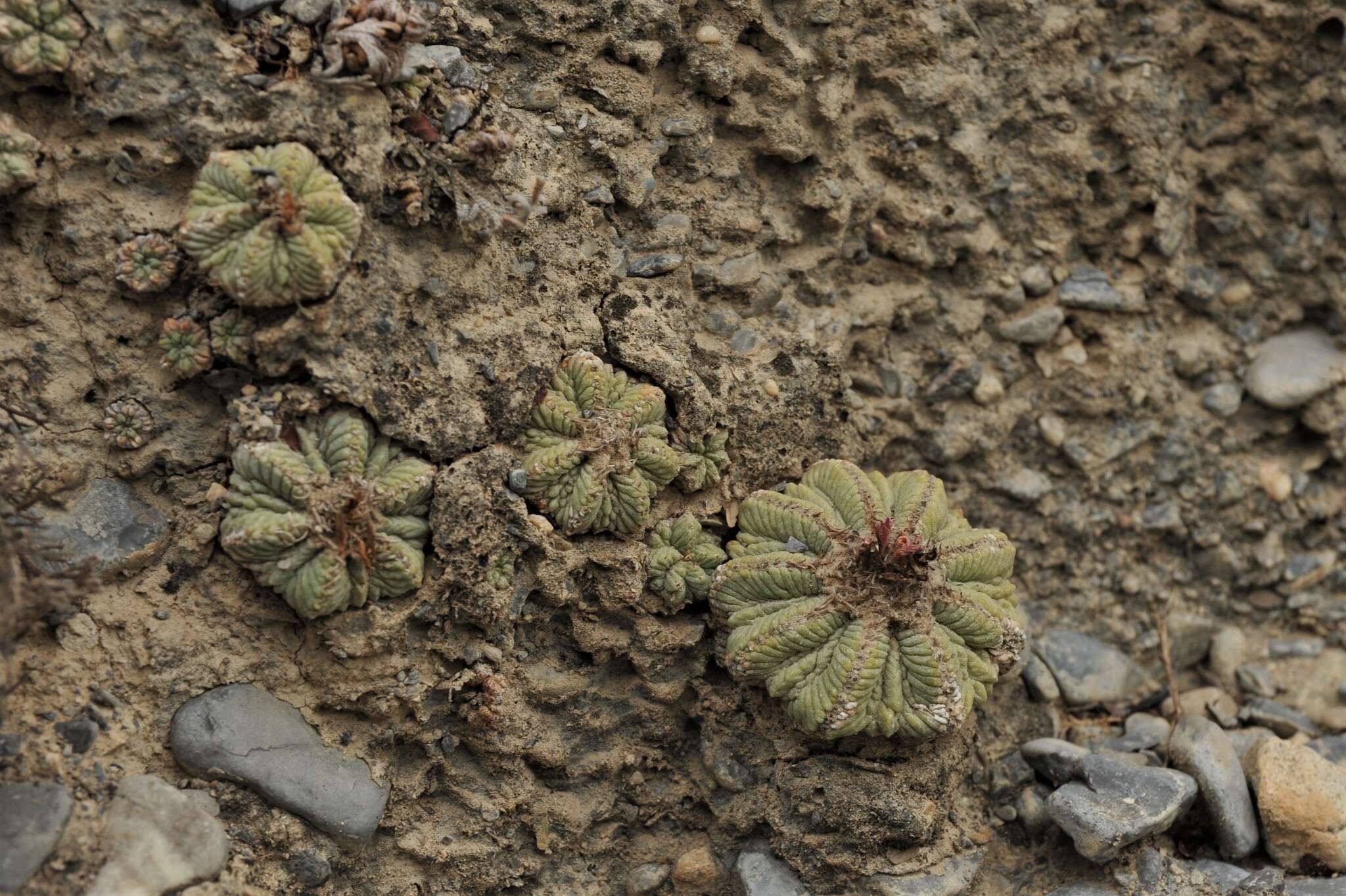 Image of Aztec Cactus