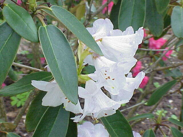 Imagem de Rhododendron wallichii Hook. fil.