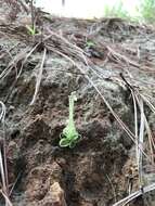 Image of Pinguicula crenatiloba DC.