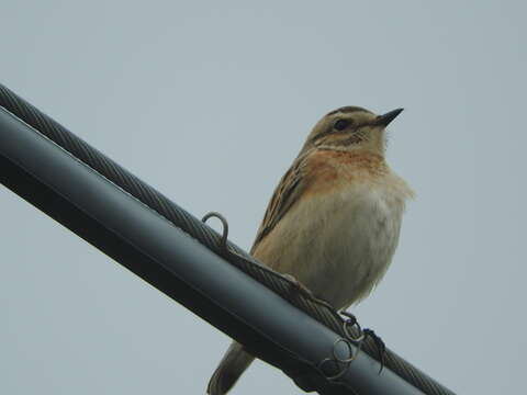 Image of Whinchat