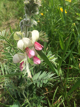 Image of Virginia tephrosia