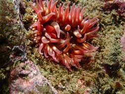 Image of McPeak anemone