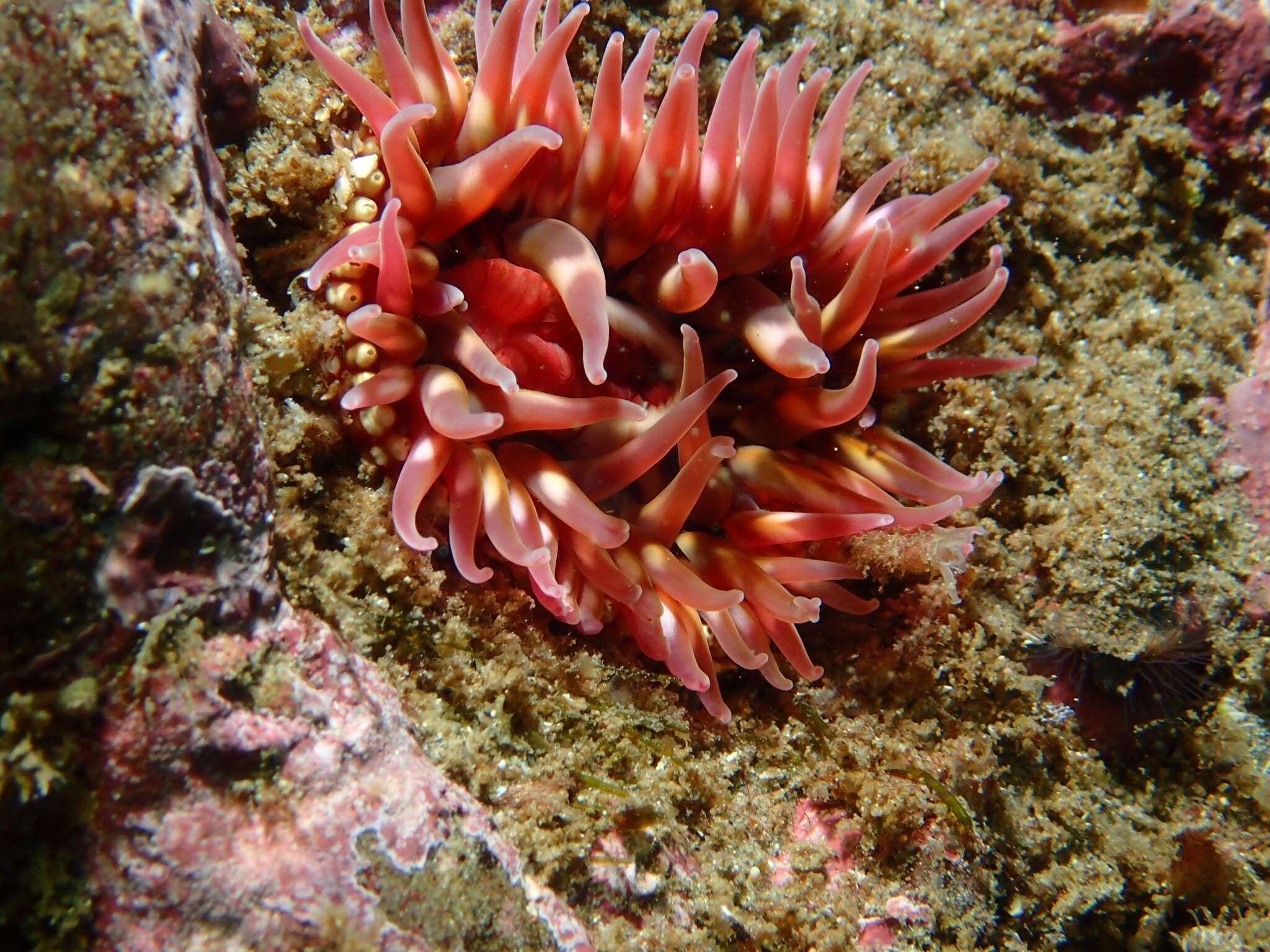 Image of McPeak anemone