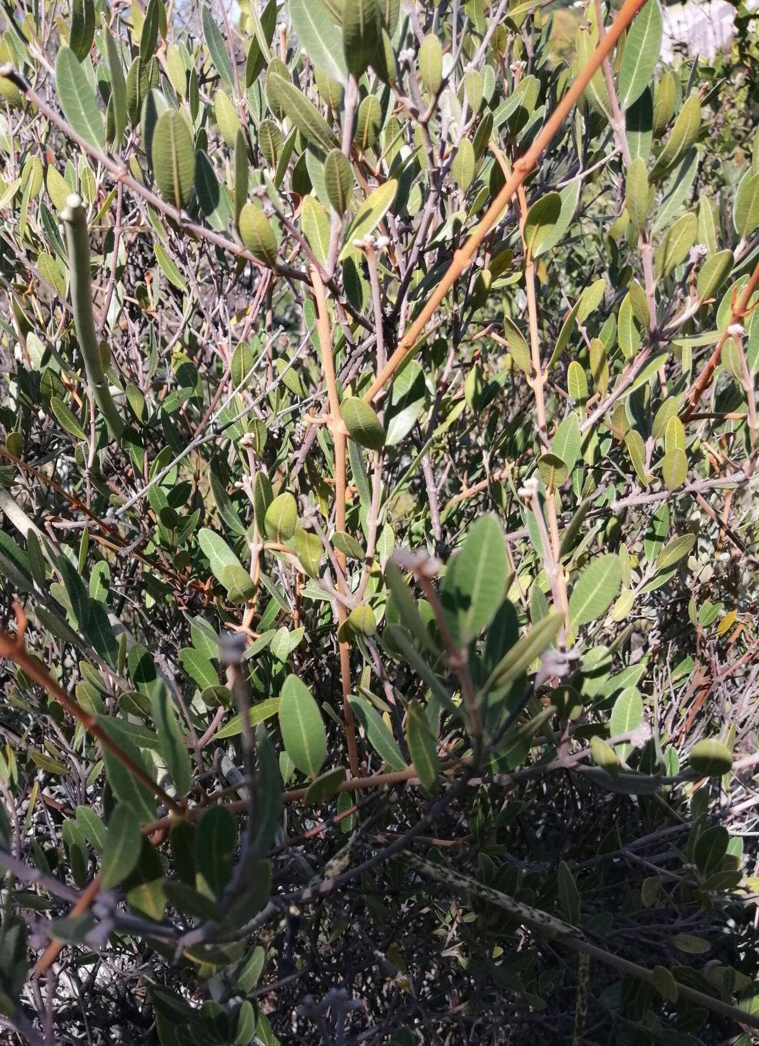 Image of Searsia magalismontana subsp. magalismontana