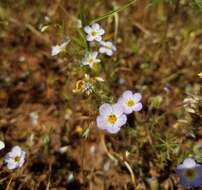 Image of thread linanthus