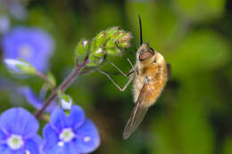 Image of Bombylius venosus Mikan 1796