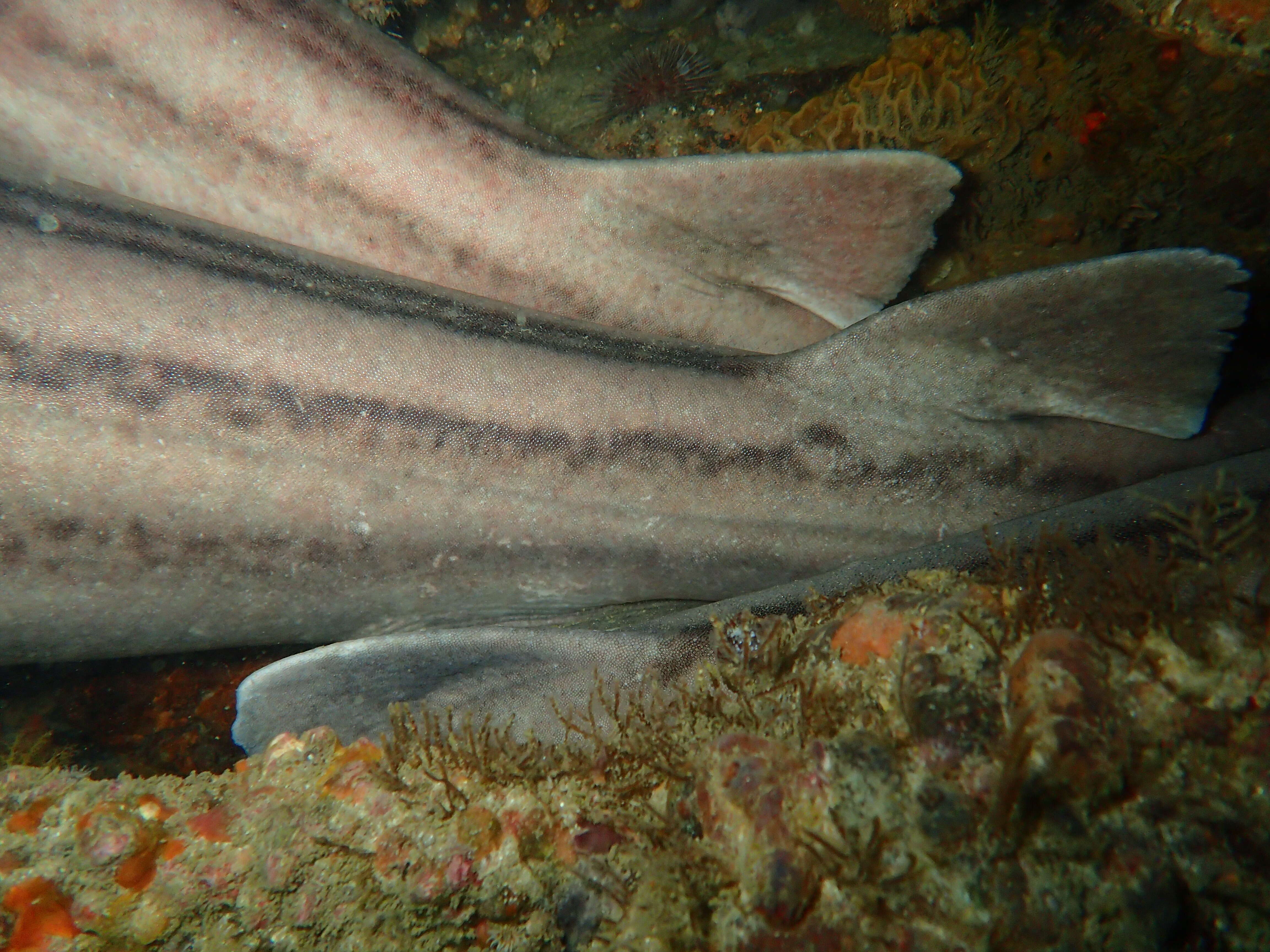 Image of Pyjama Shark