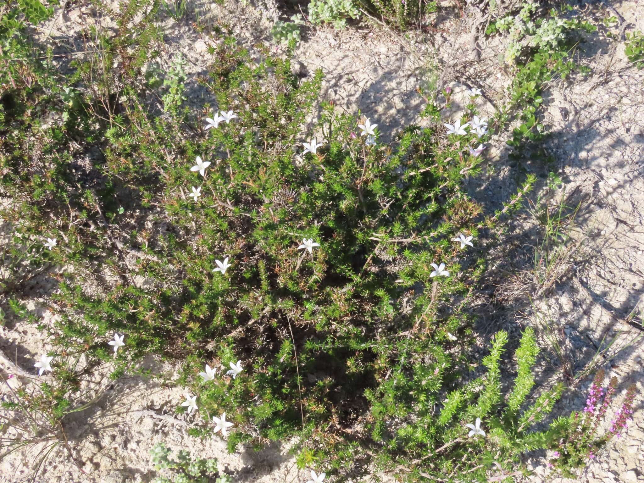 Image of Wahlenbergia calcarea (Adamson) Lammers