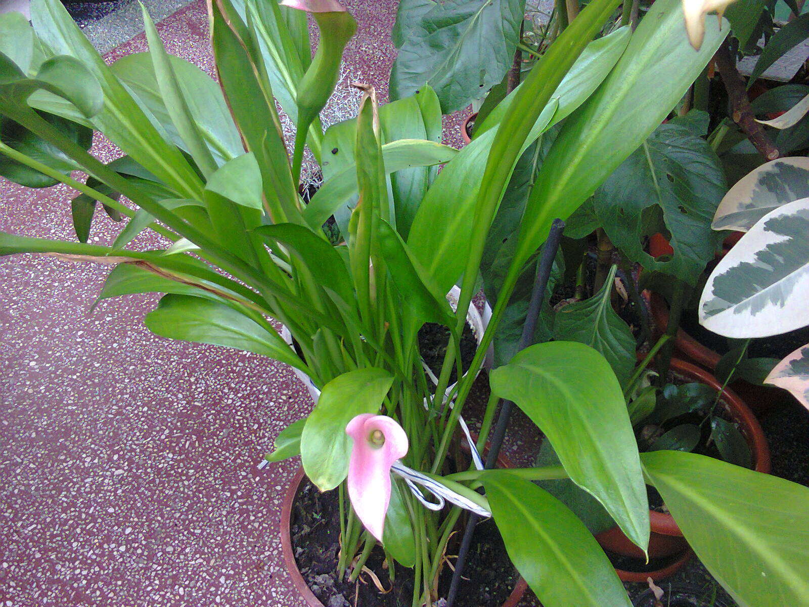 Image of Arum lily