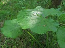 Image of Ligularia sachalinensis Nakai